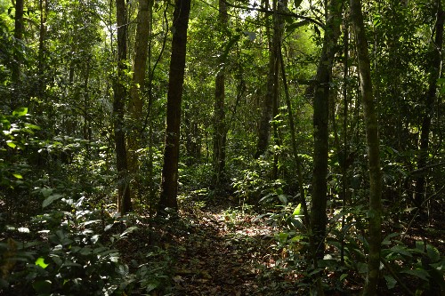 Recovering degraded forest in Brazilian Amazon